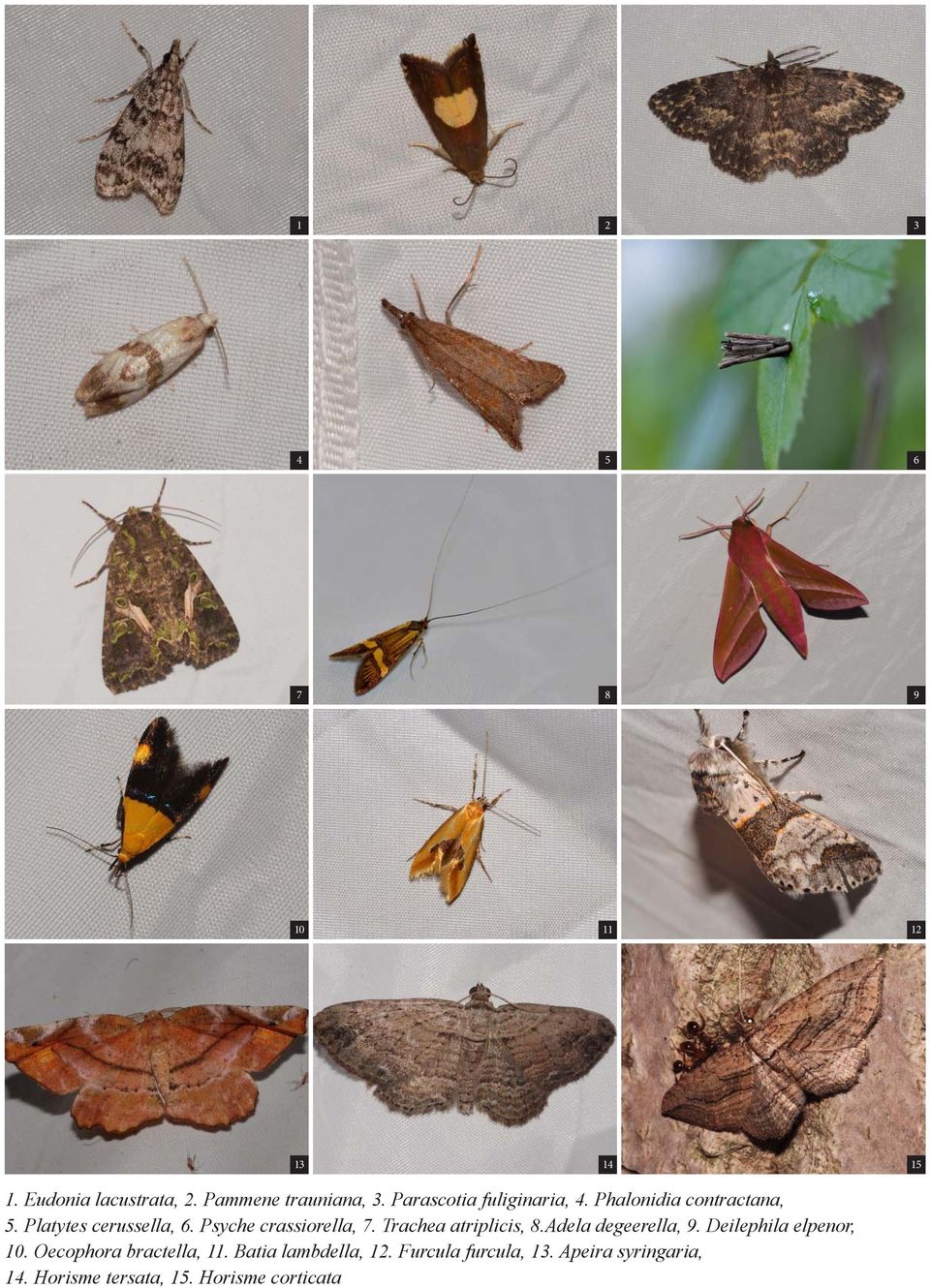 Psyche crassiorella, 7. Trachea atriplicis, 8.Adela degeerella, 9. Deilephila elpenor, 10.