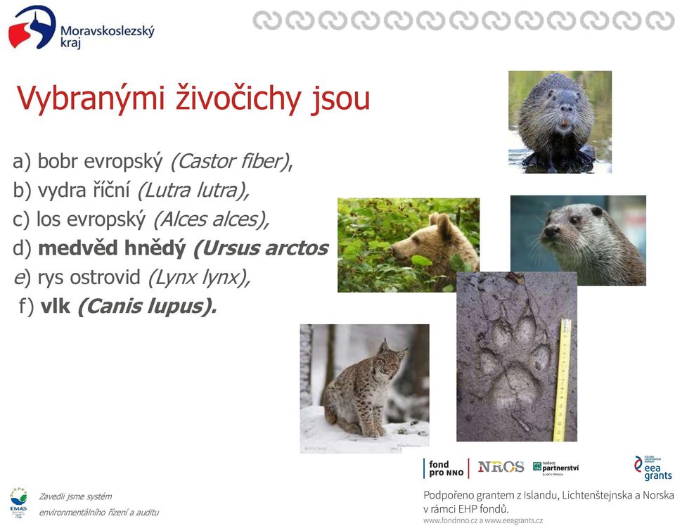 evropský (Alces alces), d) medvěd hnědý (Ursus