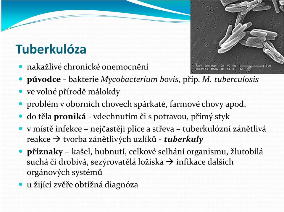 do těla proniká - vdechnutím či s potravou, přímý styk v místě infekce nejčastěji plíce a střeva tuberkulózní zánětlivá reakce