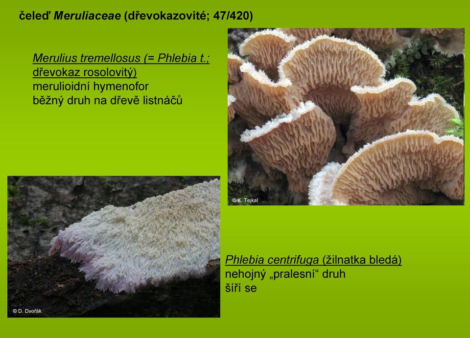 ; dřevokaz rosolovitý) merulioidní hymenofor běžný druh na