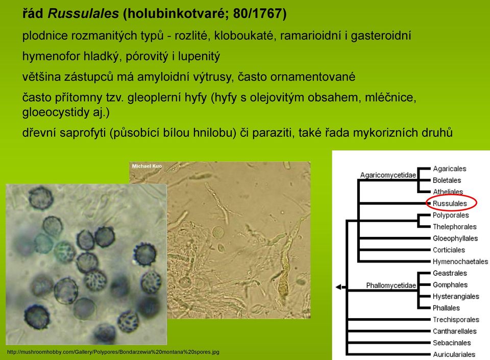 gleoplerní hyfy (hyfy s olejovitým obsahem, mléčnice, gloeocystidy aj.