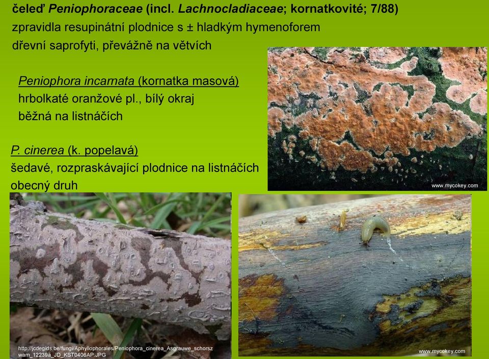 převážně na větvích Peniophora incarnata (kornatka masová) hrbolkaté oranžové pl.