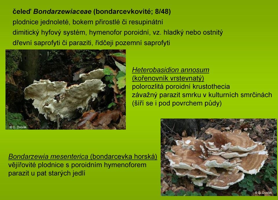 hladký nebo ostnitý dřevní saprofyti či paraziti, řidčeji pozemní saprofyti Heterobasidion annosum (kořenovník vrstevnatý)