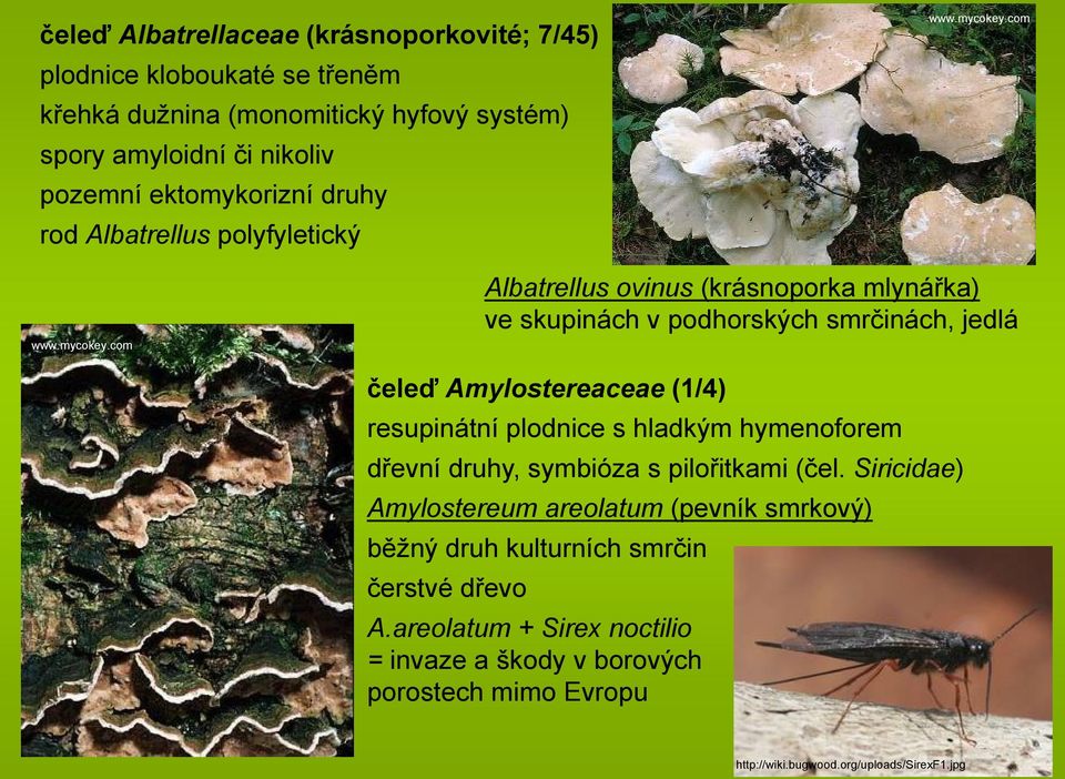 Amylostereaceae (1/4) resupinátní plodnice s hladkým hymenoforem dřevní druhy, symbióza s pilořitkami (čel.