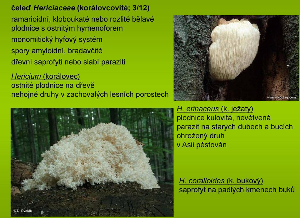 plodnice na dřevě nehojné druhy v zachovalých lesních porostech H. erinaceus (k.