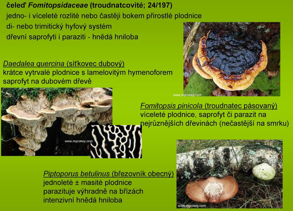 saprofyt na dubovém dřevě Fomitopsis pinicola (troudnatec pásovaný) víceleté plodnice, saprofyt či parazit na nejrůznějších dřevinách