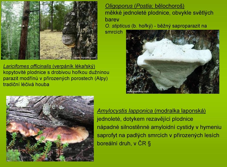 dužninou parazit modřínů v přirozených porostech (Alpy) tradiční léčivá houba Amylocystis lapponica (modralka laponská)