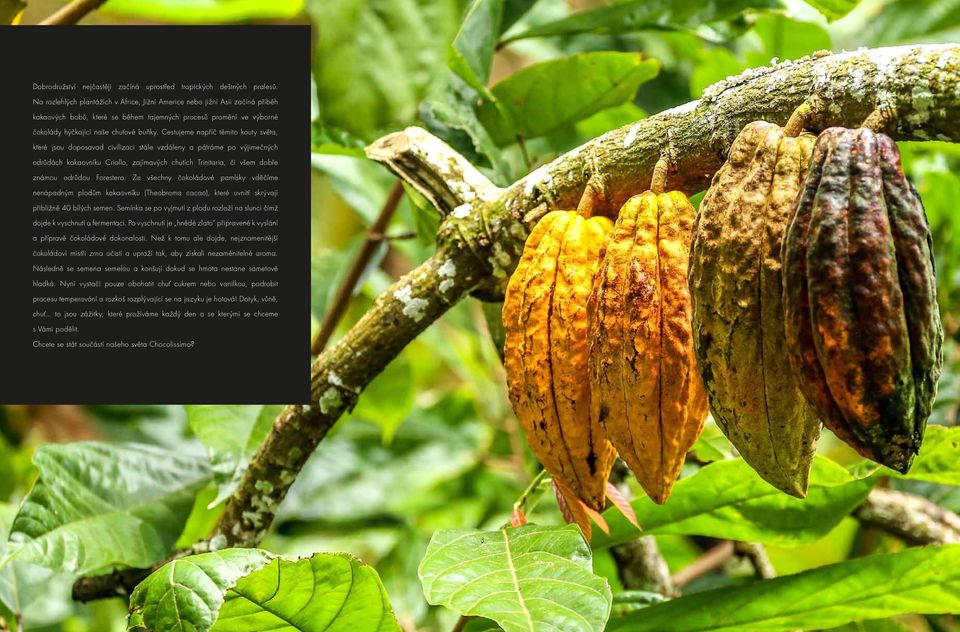 Cestujeme napříč těmito kouty světa, které jsou doposavad civilizaci stále vzdáleny a pátráme po výjimečných odrůdách kakaovníku Criollo, zajímavých chutích Trinitaria, či všem dobře známou odrůdou