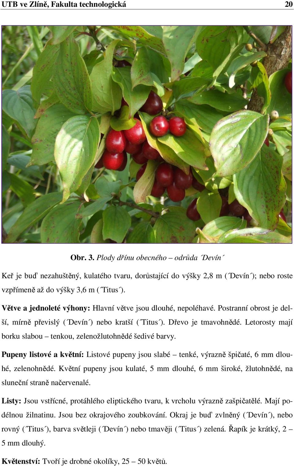 Větve a jednoleté výhony: Hlavní větve jsou dlouhé, nepoléhavé. Postranní obrost je delší, mírně převislý ( Devín ) nebo kratší ( Titus ). Dřevo je tmavohnědé.
