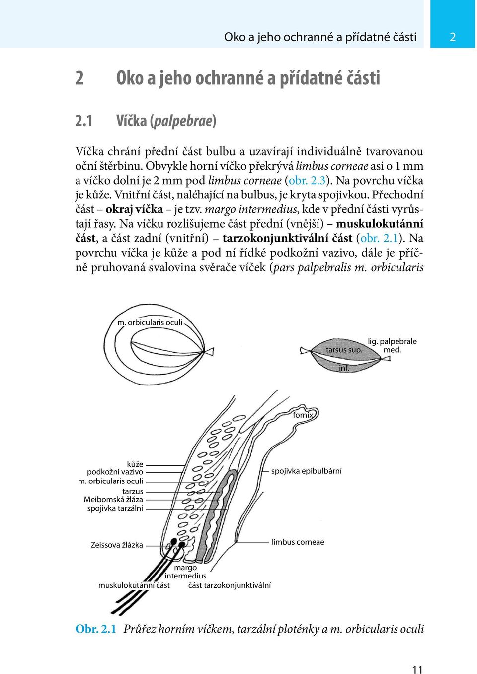 Přechodní část okraj víčka je tzv. margo intermedius, kde v přední části vyrůstají řasy.