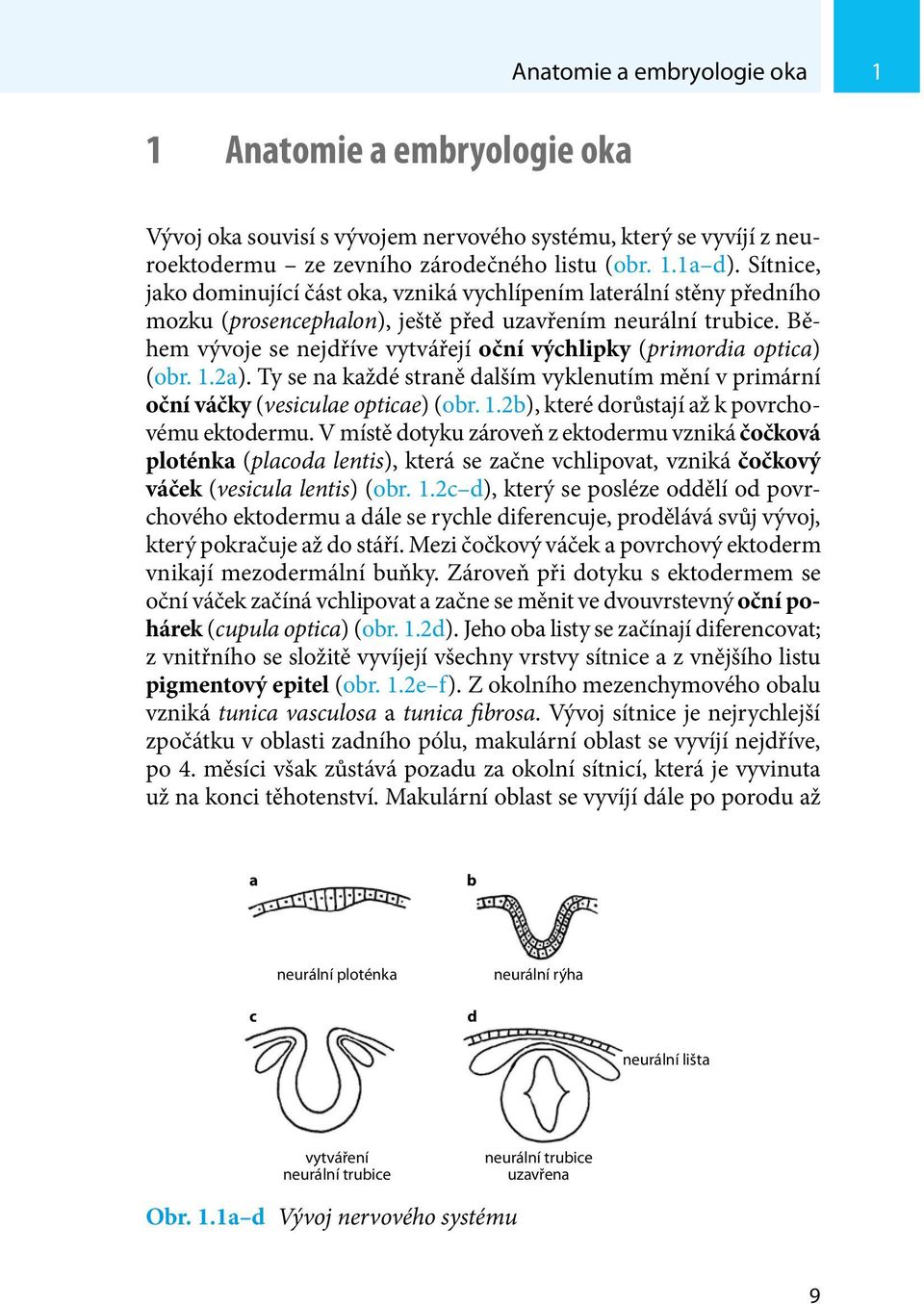 Během vývoje se nejdříve vytvářejí oční výchlipky (primordia optica) (obr. 1.2a). Ty se na každé straně dalším vyklenutím mění v primární oční váčky (vesiculae opticae) (obr. 1.2b), které dorůstají až k povrchovému ektodermu.