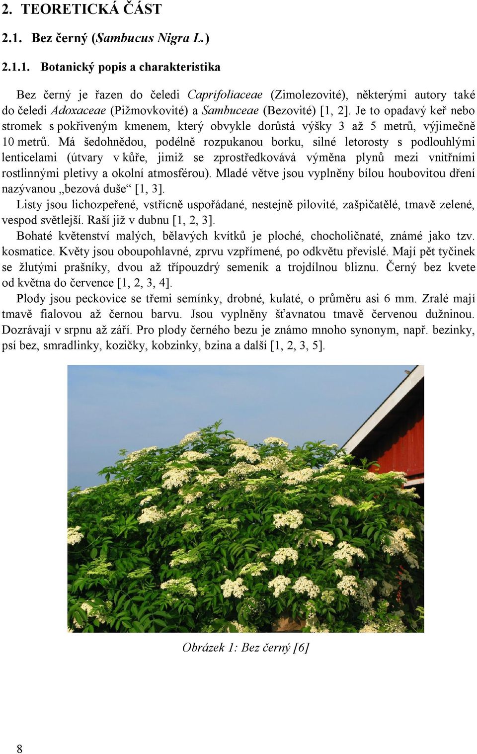 1. Botanický popis a charakteristika Bez černý je řazen do čeledi Caprifoliaceae (Zimolezovité), některými autory také do čeledi Adoxaceae (Pižmovkovité) a Sambuceae (Bezovité) [1, 2].