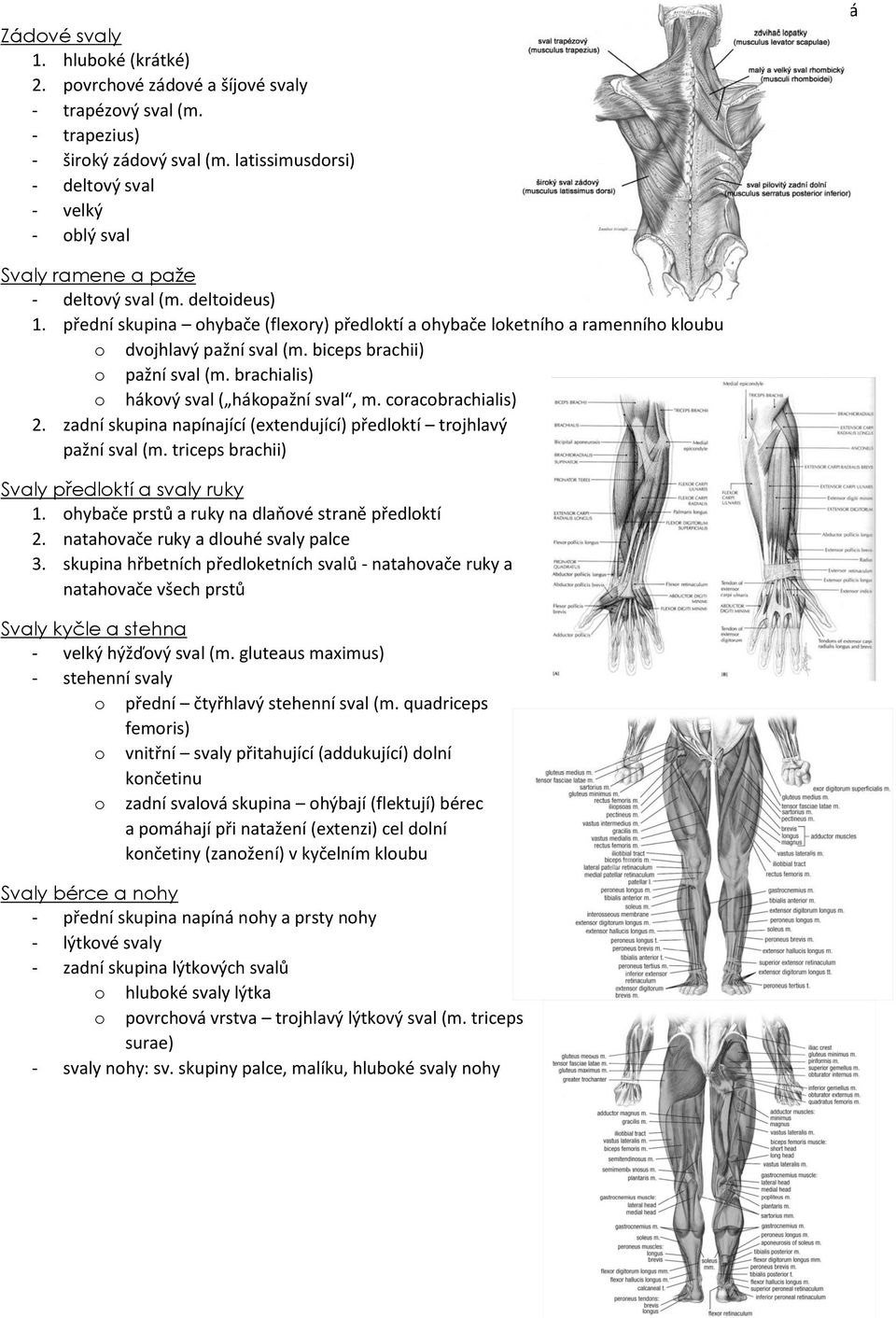 přední skupina ohybače (flexory) předloktí a ohybače loketního a ramenního kloubu o dvojhlavý pažní sval (m. biceps brachii) o pažní sval (m. brachialis) o hákový sval ( hákopažní sval, m.