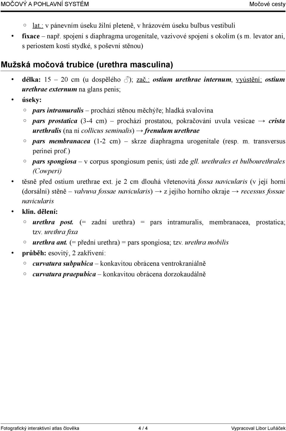 : ostium urethrae internum, vyústění: ostium urethrae externum na glans penis; úseky: pars intramuralis prochází stěnou měchýře; hladká svalovina pars prostatica (3-4 cm) prochází prostatou,