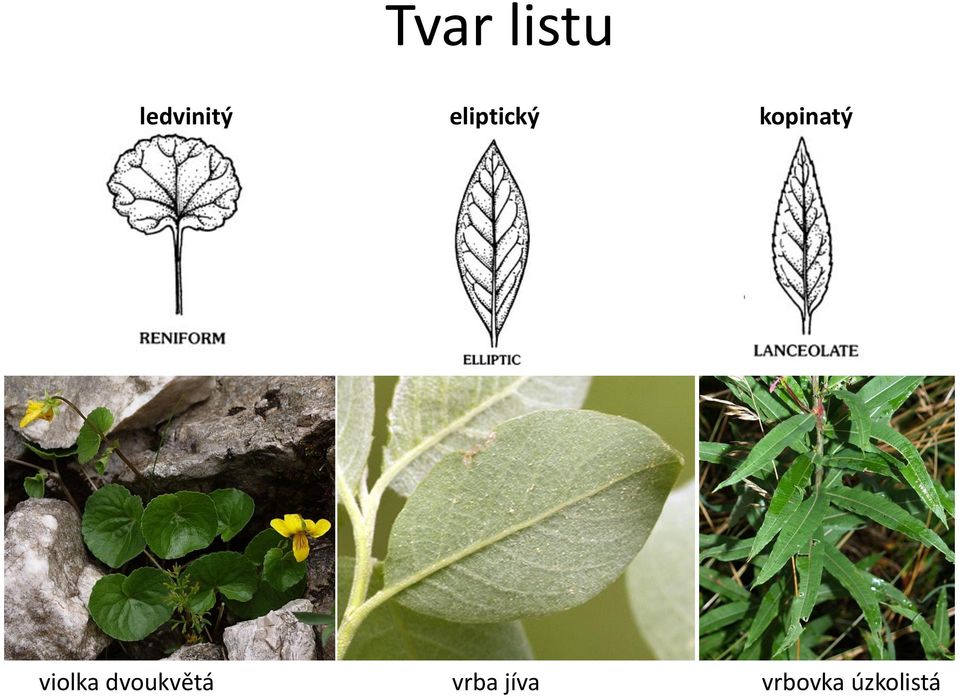 violka dvoukvětá