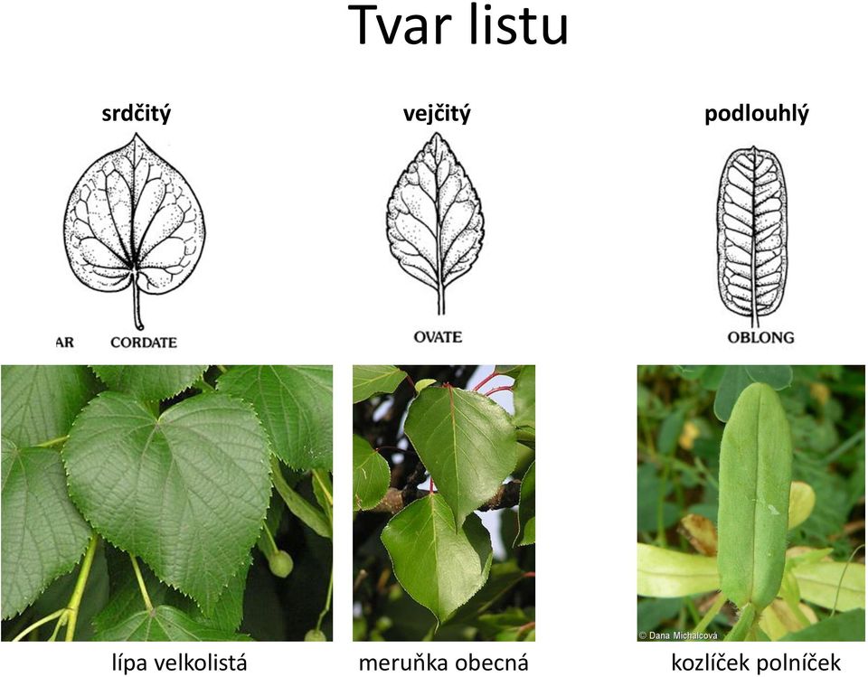 lípa velkolistá