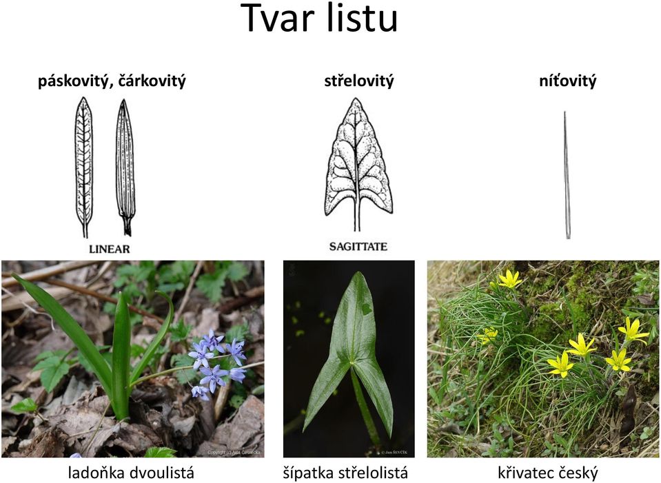 níťovitý ladoňka