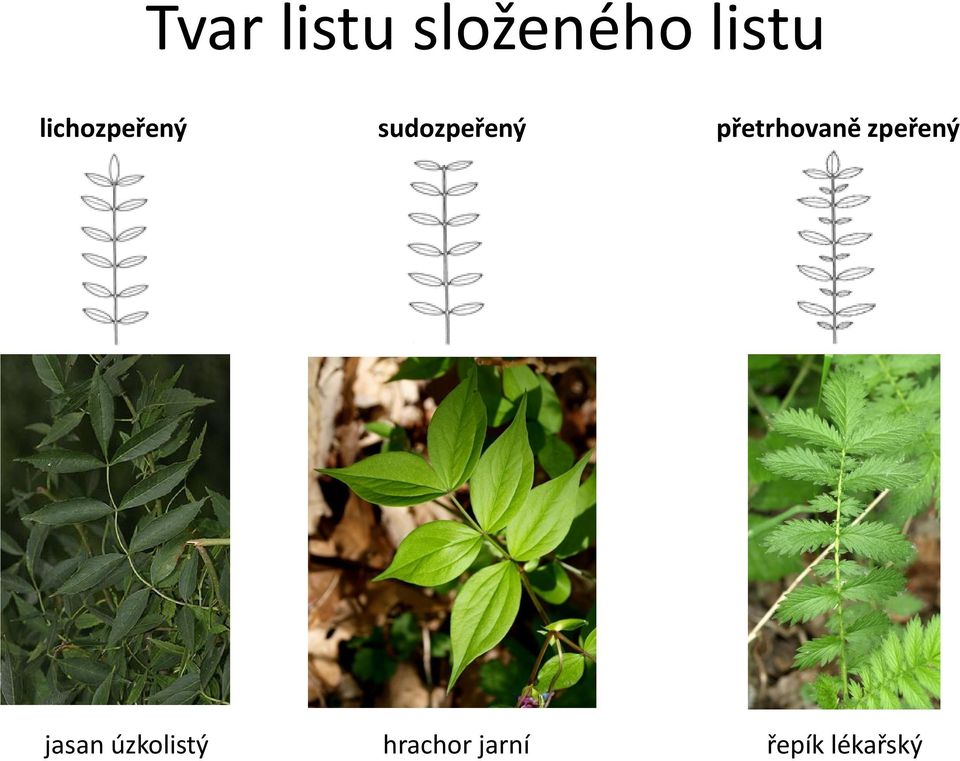 přetrhovaně zpeřený jasan