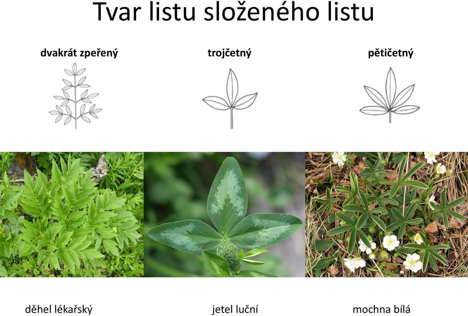 trojčetný pětičetný děhel
