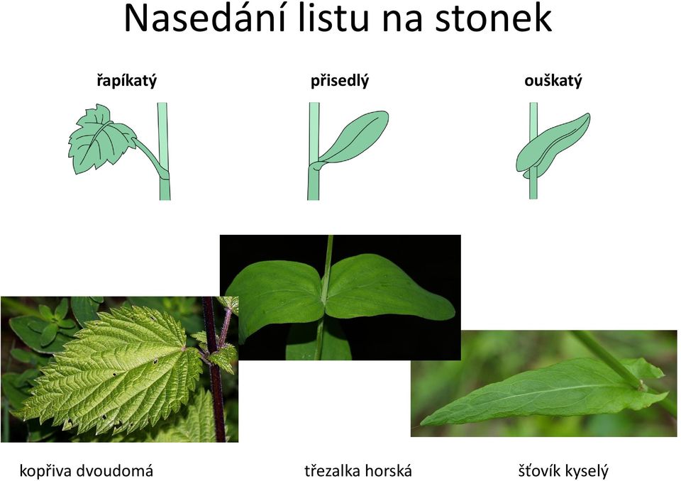 ouškatý kopřiva dvoudomá