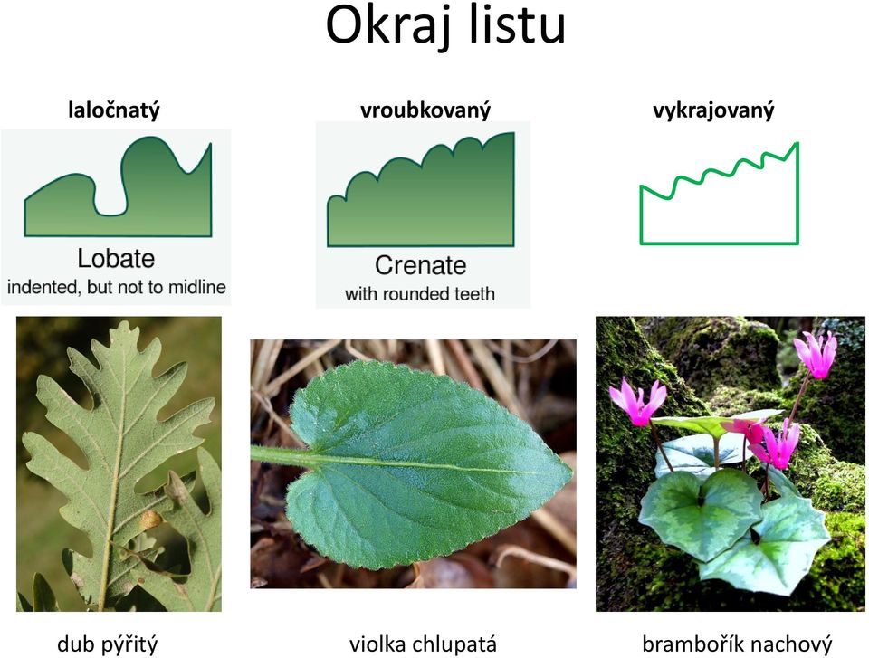 vykrajovaný dub pýřitý