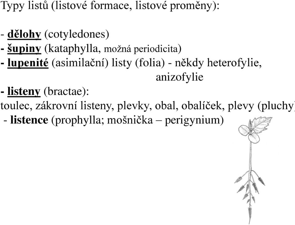 - někdy heterofylie, anizofylie - listeny (bractae): toulec, zákrovní