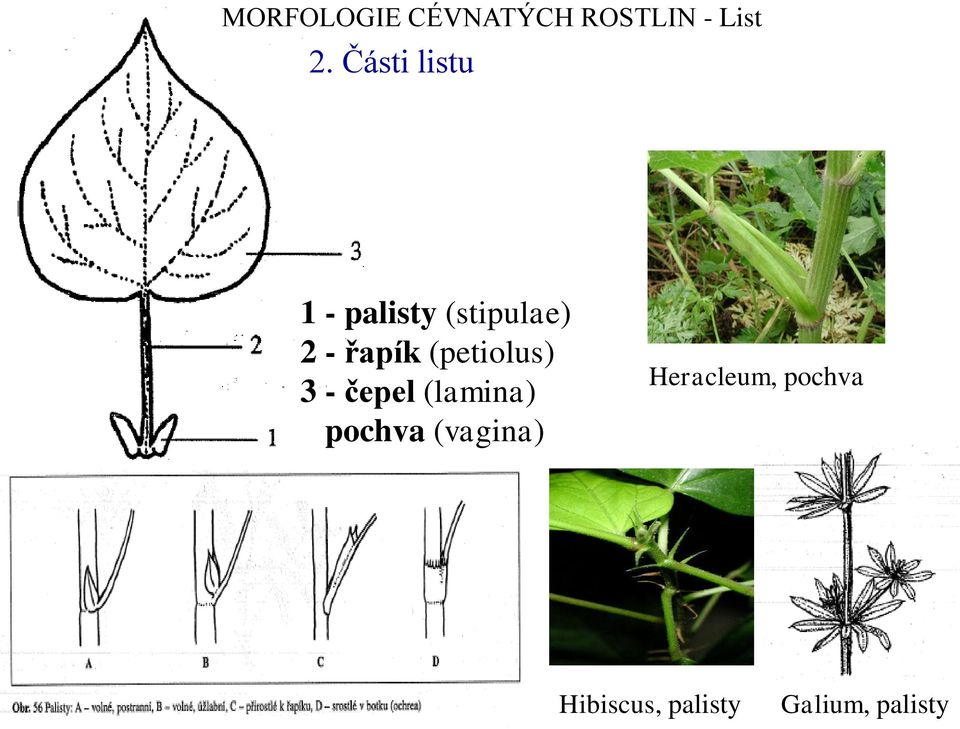(petiolus) 3 - čepel (lamina) pochva (vagina)