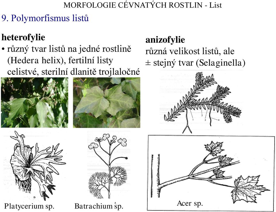 fertilní listy celistvé, sterilní dlanitě trojlaločné anizofylie