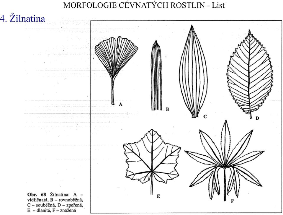 MORFOLOGIE