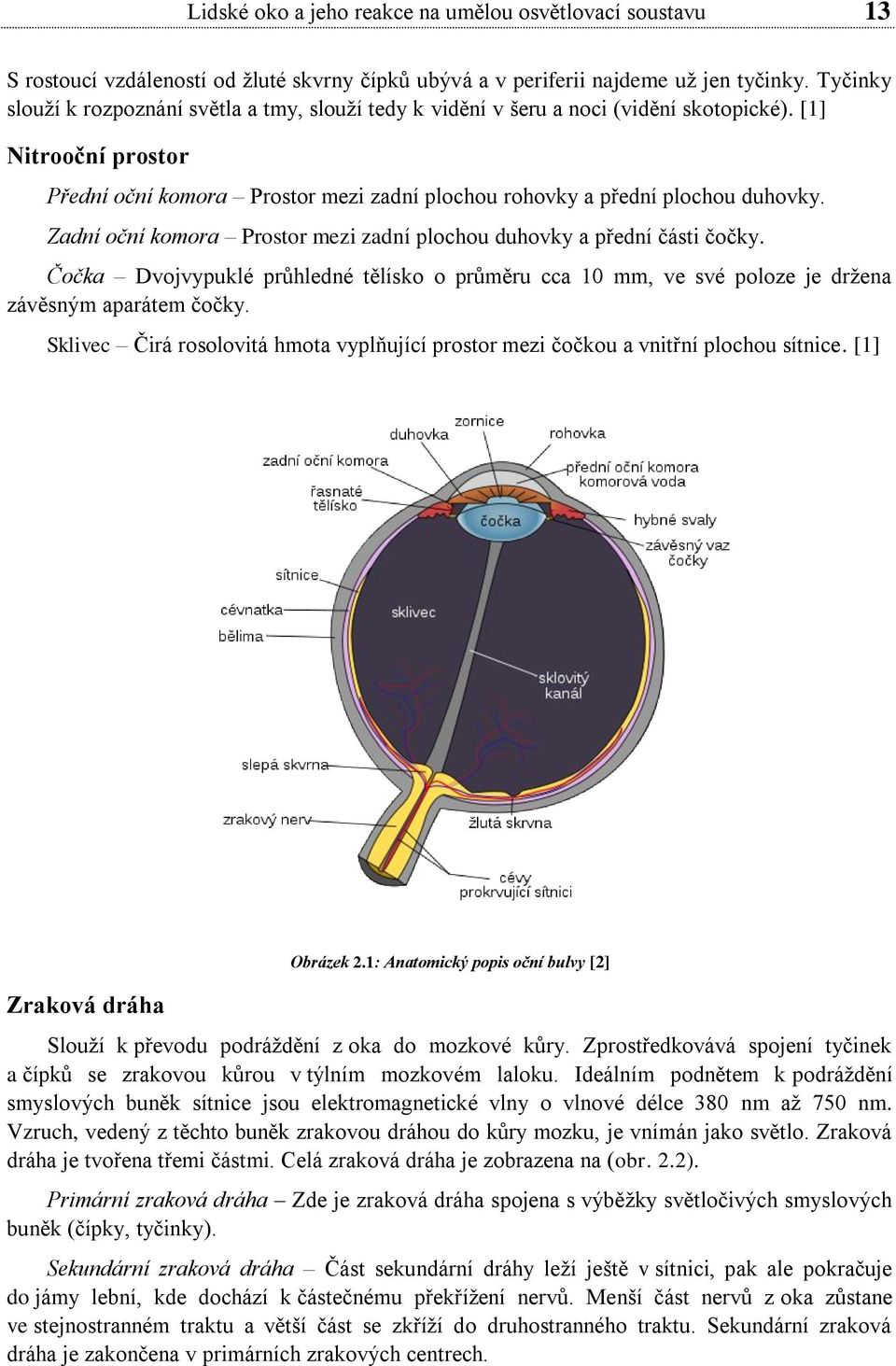 Zadní oční komora Prostor mezi zadní plochou duhovky a přední části čočky. Čočka Dvojvypuklé průhledné tělísko o průměru cca 10 mm, ve své poloze je držena závěsným aparátem čočky.