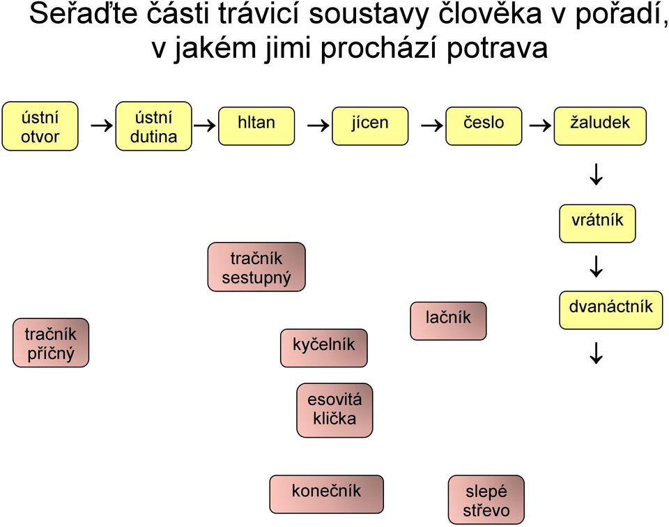 trávicí