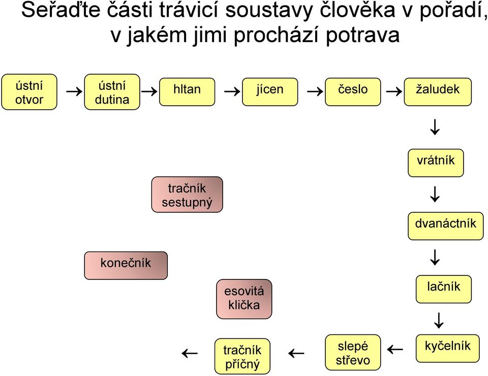 trávicí