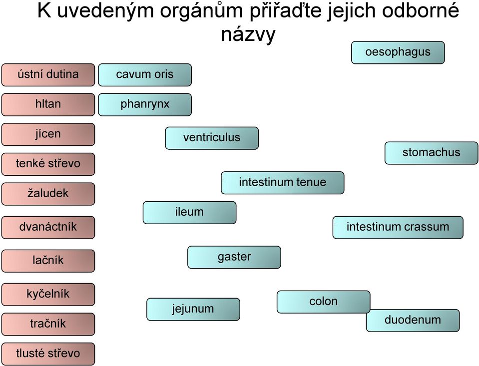 ventriculus intestinum tenue ileum gaster