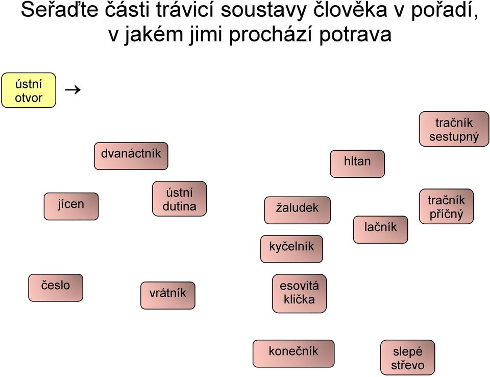 trávicí