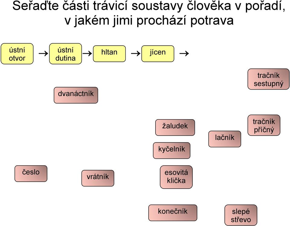 trávicí