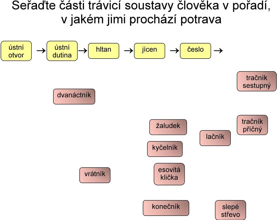 trávicí