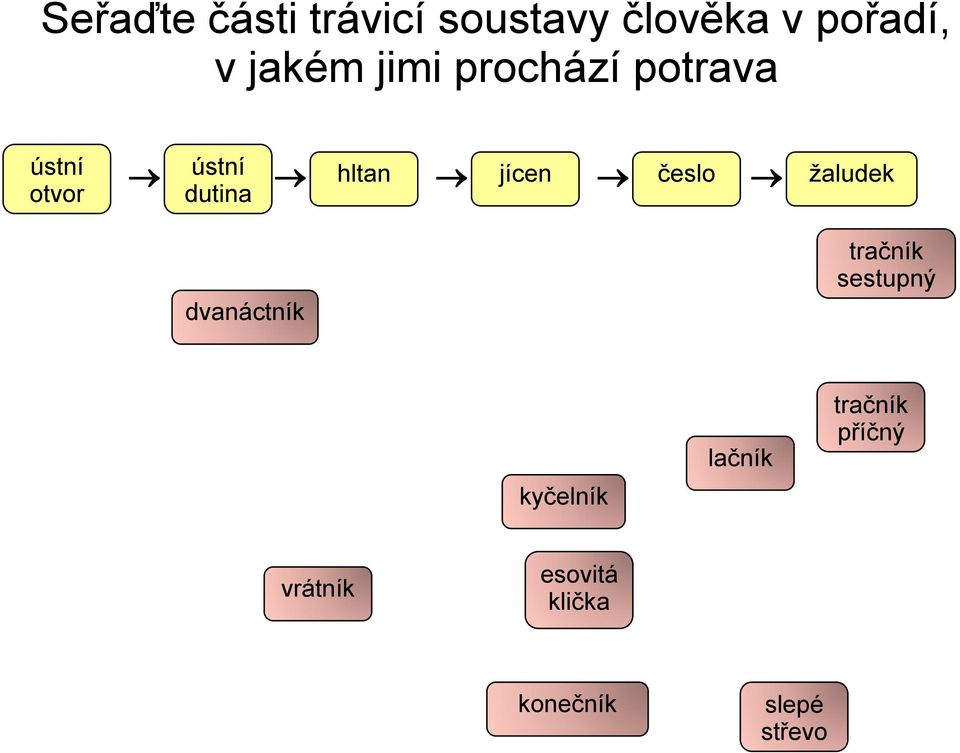 trávicí