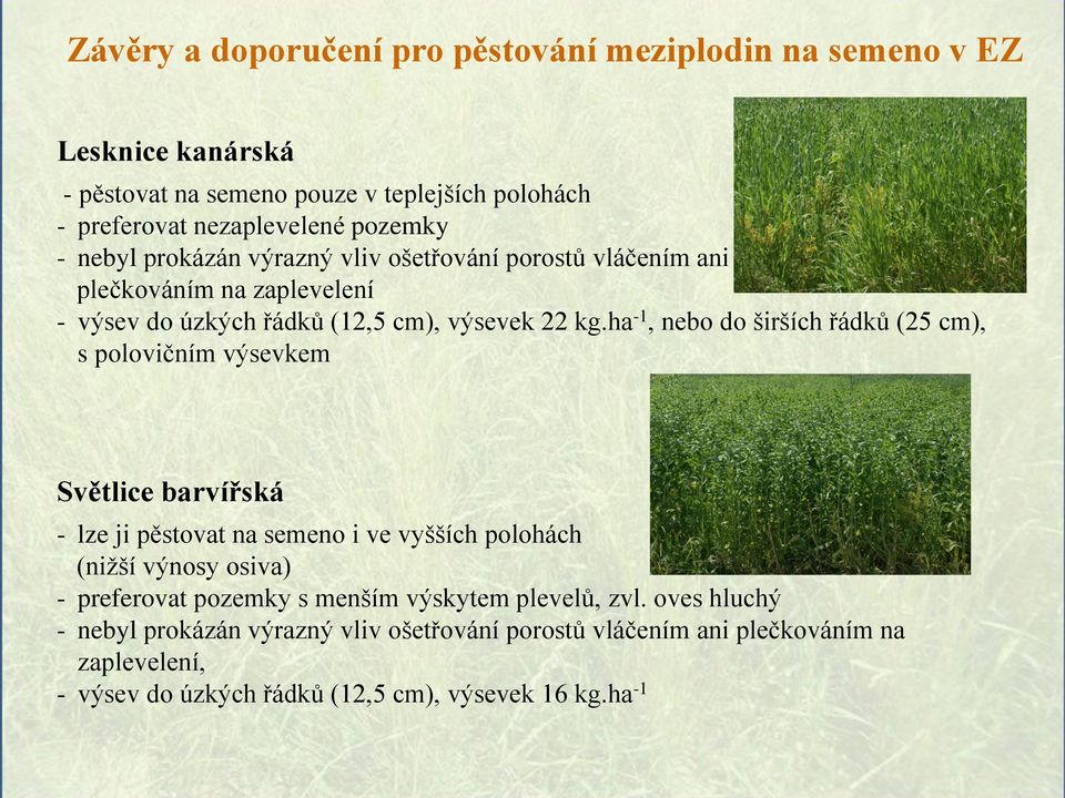 ha 1, nebo do širších řádků (25 cm), s polovičním výsevkem Světlice barvířská lze ji pěstovat na semeno i ve vyšších polohách (nižší výnosy osiva)