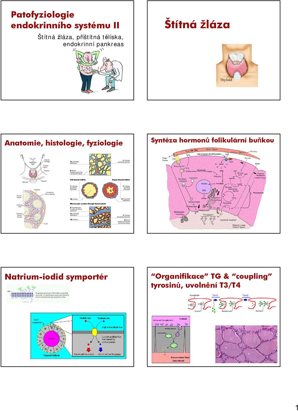 histologie, fyziologie Syntéza hormonů folikulární buňkou