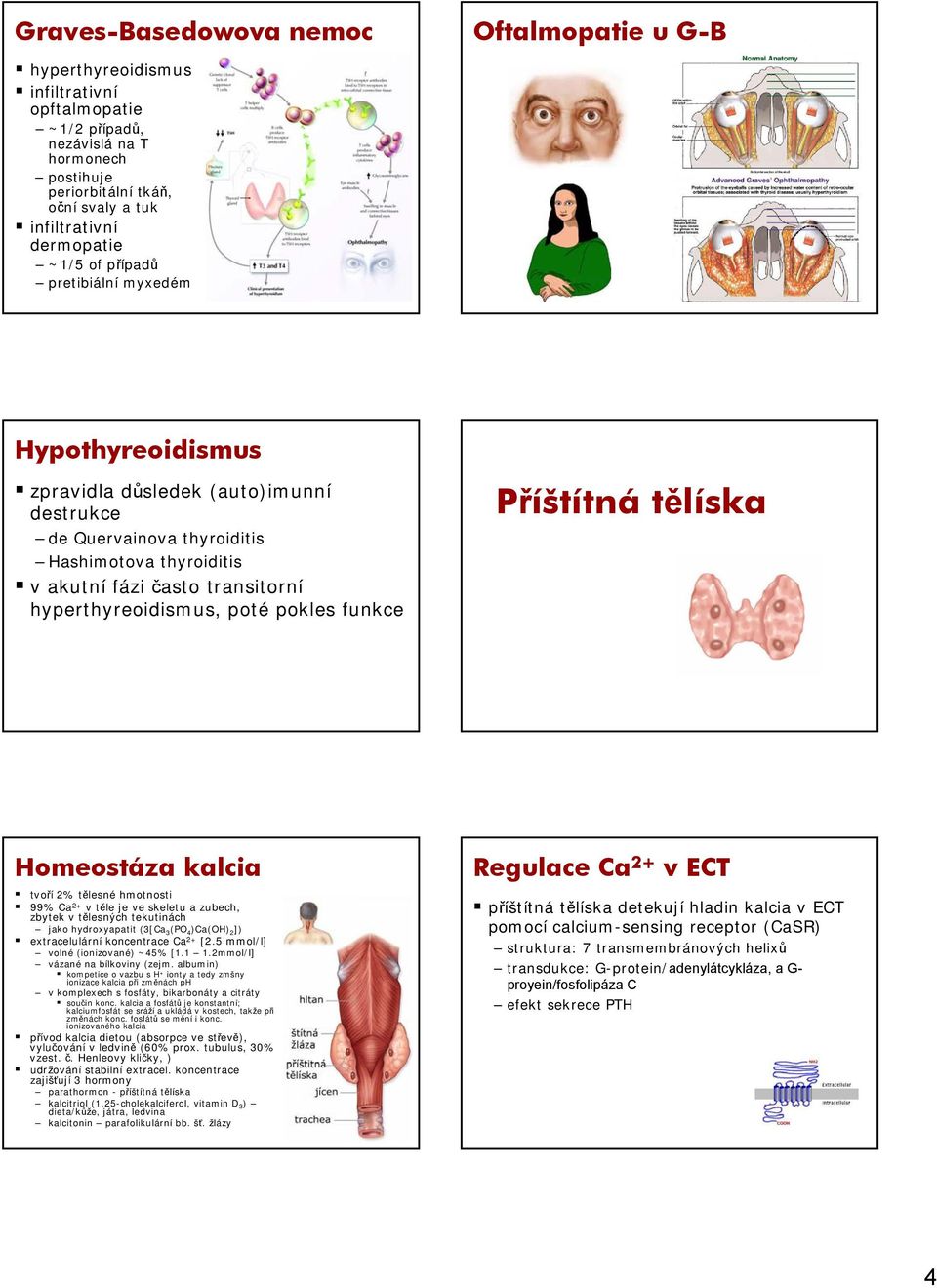 hyperthyreoidismus, poté pokles funkce Příštítná tělíska Homeostáza kalcia tvoří 2% tělesné hmotnosti 99% Ca 2+ vtěle je ve skeletu a zubech, zbytek v tělesných tekutinách jako hydroxyapatit (3[Ca 3
