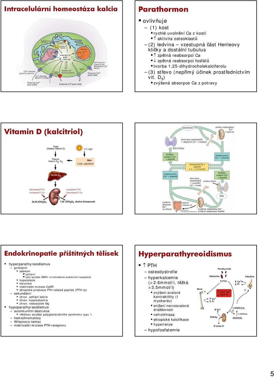 D 3 ) zvýšená absorpce Ca z potravy Vitamin D (kalcitriol) Endokrinopatie příštítných tělísek hyperparathyreoidismus primární adenom solitární jako součást MEN1 (mnohočetné endokrinní neopalzie)