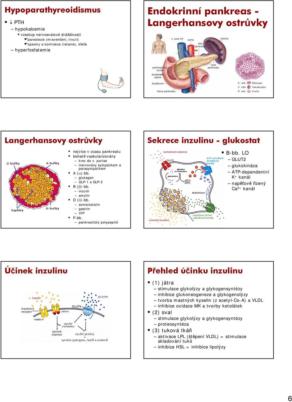 inzulin amylin D (δ)-bb. somatostatin gastrin VIP F-bb. pankreatický polypeptid Sekrece inzulinu - glukostat B-bb.
