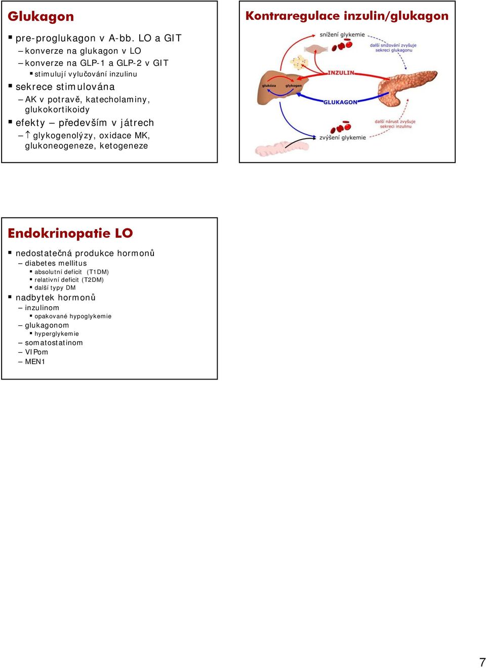 katecholaminy, glukokortikoidy efekty především v játrech glykogenolýzy, oxidace MK, glukoneogeneze, ketogeneze Endokrinopatie LO