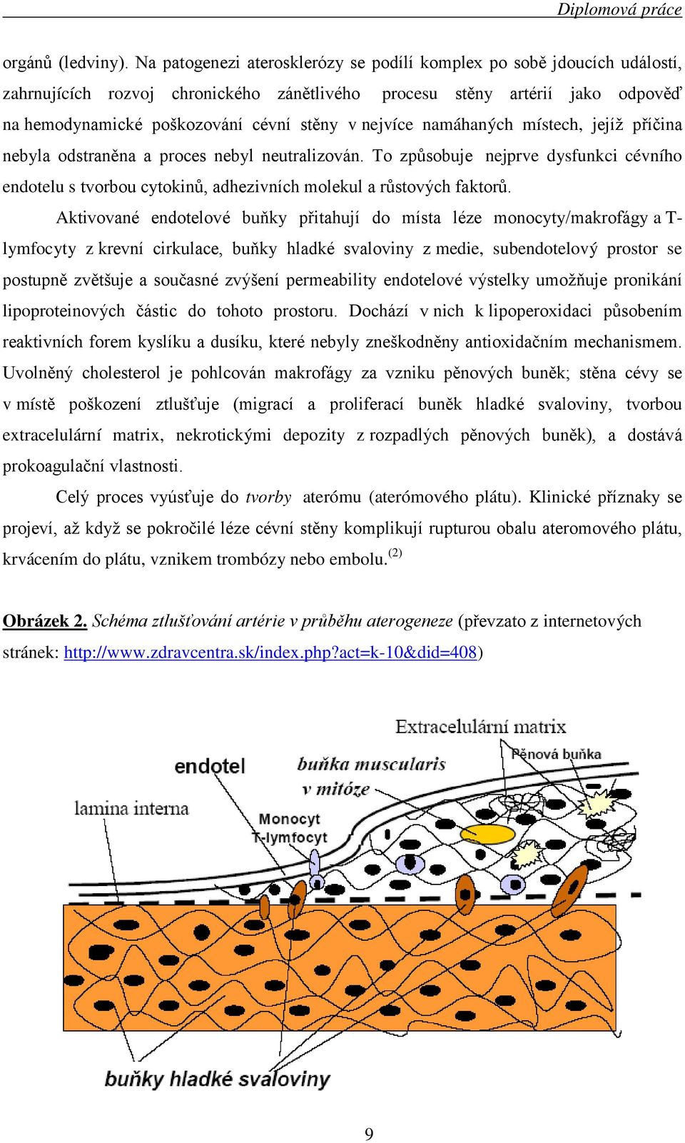 nejvíce namáhaných místech, jejíž příčina nebyla odstraněna a proces nebyl neutralizován. To způsobuje nejprve dysfunkci cévního endotelu s tvorbou cytokinů, adhezivních molekul a růstových faktorů.