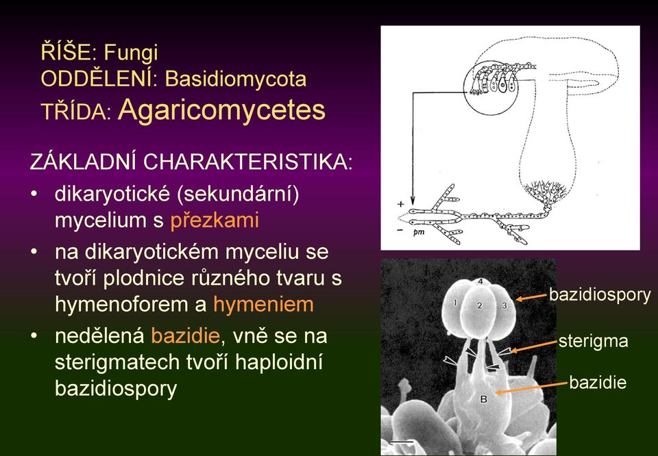 dikaryotickém myceliu se tvoří plodnice různého tvaru s hymenoforem a