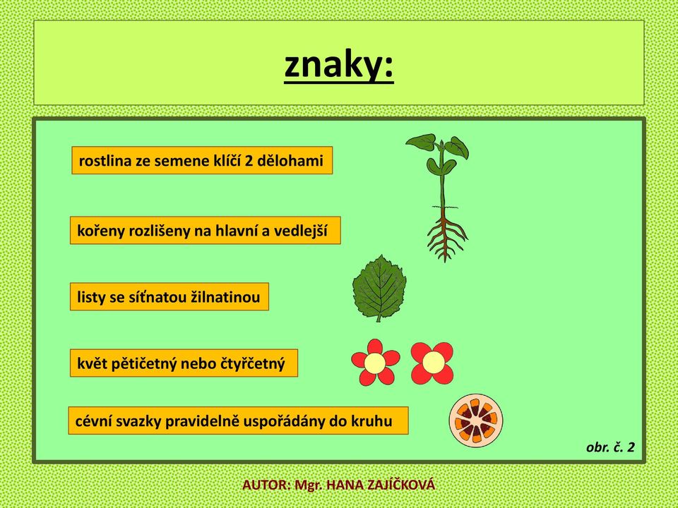 síťnatou žilnatinou květ pětičetný nebo