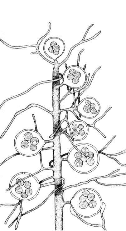 Oomycota plísně vodního prostředí, bližší vztah k sifonálním řasám, (Cavalier-Smith), coenocytické