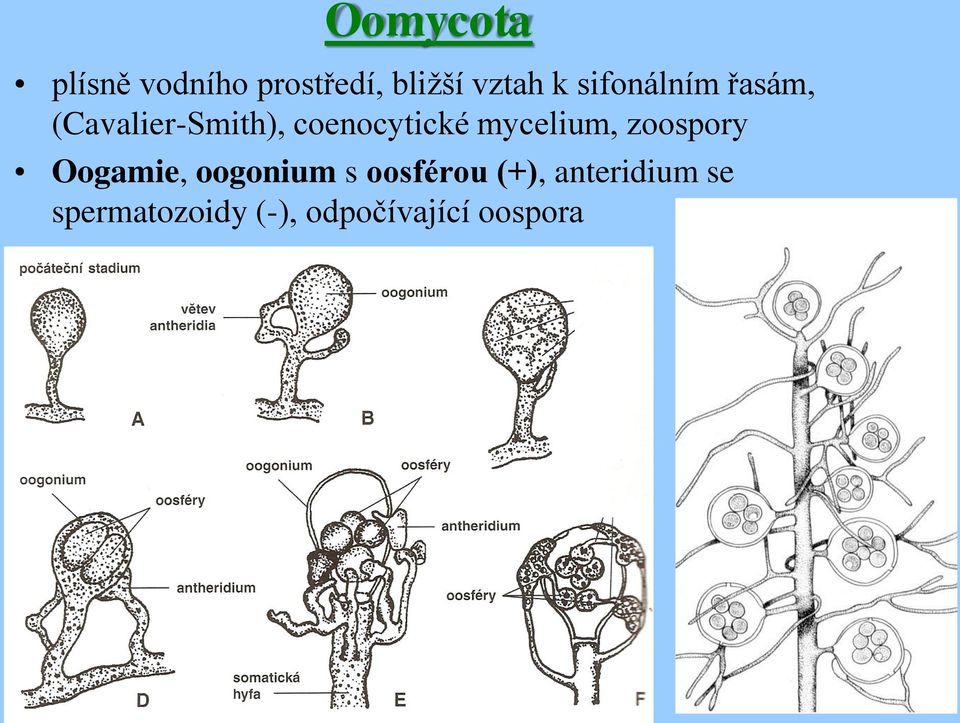 mycelium, zoospory Oogamie, oogonium s oosférou