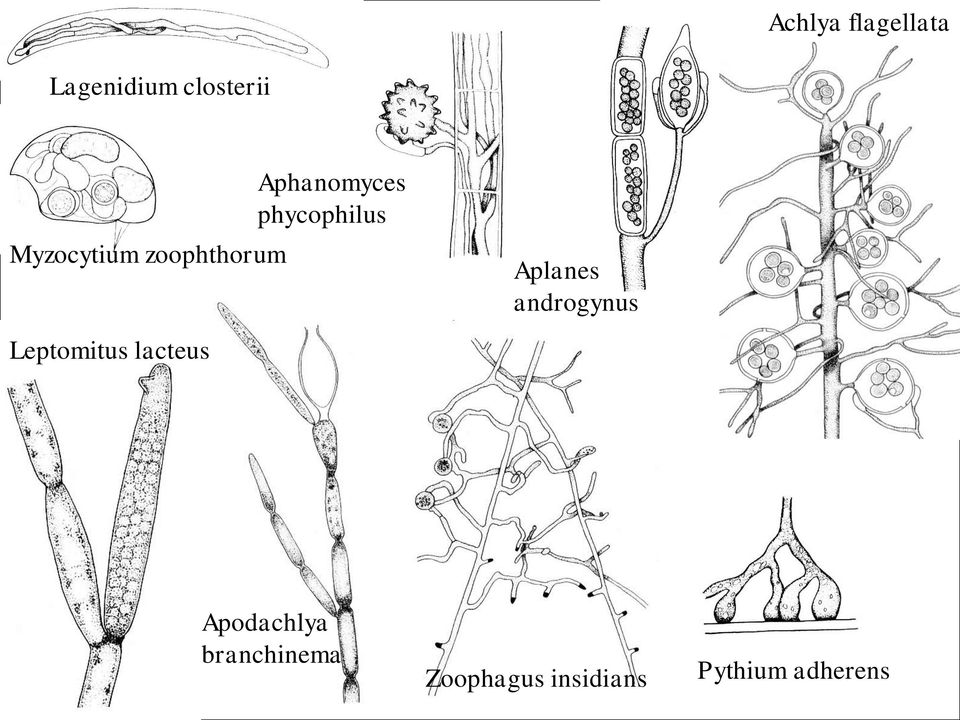 phycophilus Aplanes androgynus Leptomitus