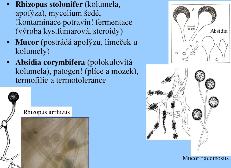 fumarová, steroidy) Mucor (postrádá apofýzu, límeček u kolumely) Absidia